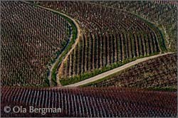 Chablis, Burgundy.