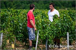Thomas Pico and colleague in Courgis, Burgundy.