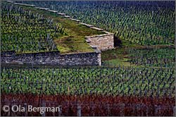 Gevrey-Chambertin, Burgundy.