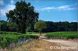 Chablis, Burgundy.