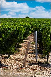 Chablis, Burgundy.
