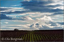 Charmes-Chambertin, Gevrey-Chambertin, Burgundy.