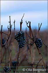 Clos Saint Denis, Morey-Saint-Denis, Burgundy.