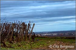 Clos Saint Denis, Morey-Saint-Denis, Burgundy.