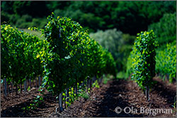 Saint-Sernin-du-Plain, Burgundy.