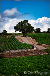 Volnay, Burgundy.