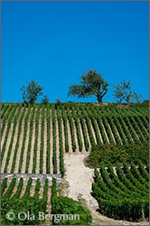 Volnay, Burgundy.