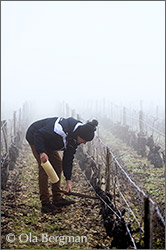 Pierre Sorin at Domaine Sorin Coquard in Saint-Bris-le-Vineux, Burgundy.