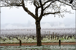 Marsannay, Les Ouzeloy, Burgundy.