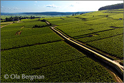 The Corton hill, Burgundy.