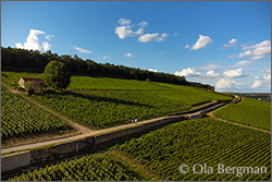 Corton Les Renardes.