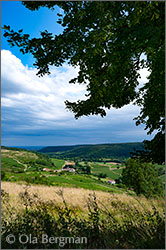 Saint-Romain, Sous le Château, Burgundy.