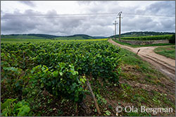 Beaune premier cru Les Avaux, Burgundy.