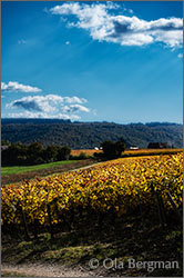 Mercurey premier cru Les Veley.